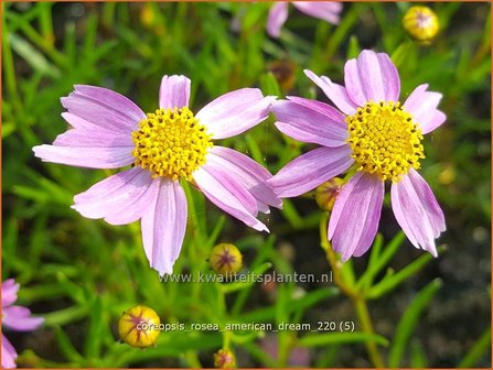 Coreopsis rosea &amp;#39;American Dream&amp;#39; | Meisjesogen | Rosabl&uuml;hendes M&auml;dchenauge