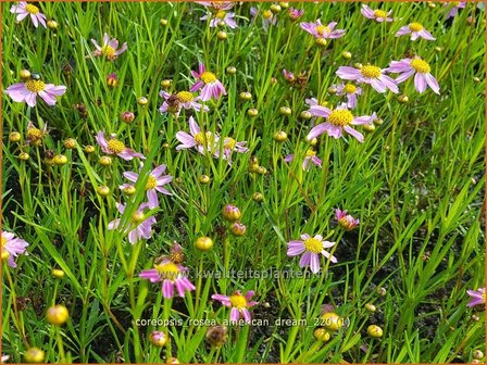 Coreopsis rosea &amp;#39;American Dream&amp;#39; | Meisjesogen | Rosabl&uuml;hendes M&auml;dchenauge