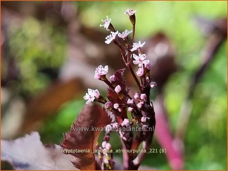 Cryptotaenia japonica &amp;#39;Atropurpurea&amp;#39; | Japanse peterselie | Japan Petersilie