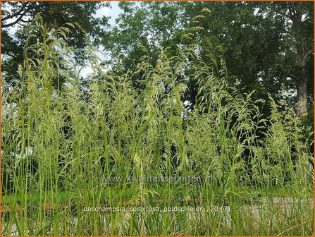 Deschampsia cespitosa &#039;Goldschleier&#039; | Ruwe smele, Smele | Waldschmiele