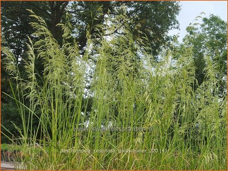 Deschampsia cespitosa &#039;Goldschleier&#039; | Ruwe smele, Smele | Waldschmiele