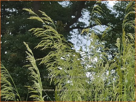 Deschampsia cespitosa &#039;Goldschleier&#039; | Ruwe smele, Smele | Waldschmiele