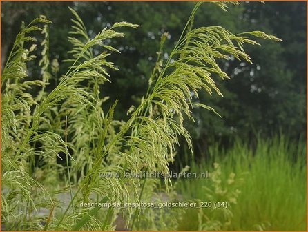 Deschampsia cespitosa &#039;Goldschleier&#039; | Ruwe smele, Smele | Waldschmiele