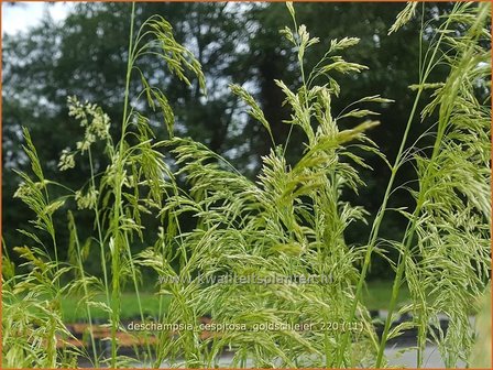 Deschampsia cespitosa &#039;Goldschleier&#039; | Ruwe smele, Smele | Waldschmiele