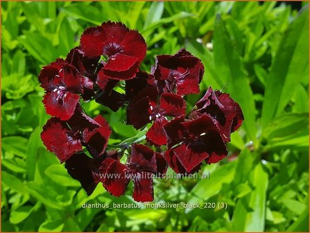 Dianthus barbatus &#039;Monksilver Black&#039; | Duizendschoon, Anjer | Bartnelke