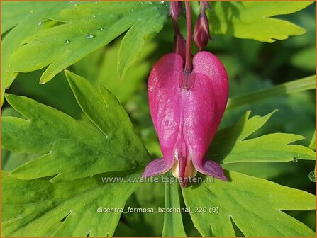Dicentra formosa 'Bacchanal' | Gebroken hartje, Tranend hartje | Sch&ouml;ne Herzblume