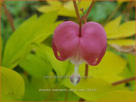 Dicentra spectabilis &amp;#39;Yellow Leaf&amp;#39; | Gebroken hartje, Tranend hartje | Hohe Herzblume
