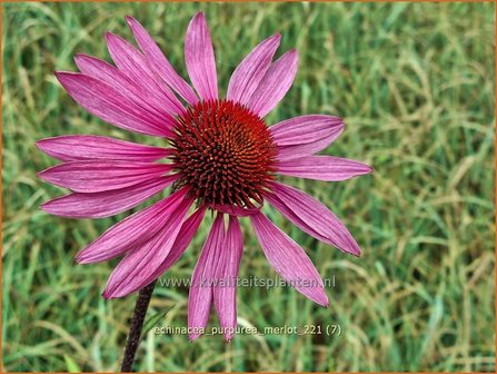 Echinacea purpurea &amp;#39;Merlot&amp;#39; | Rode zonnehoed, Zonnehoed | Roter Sonnenhut