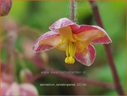 Epimedium cantabrigiense | Elfenbloem | Cambridge-Elfenblume