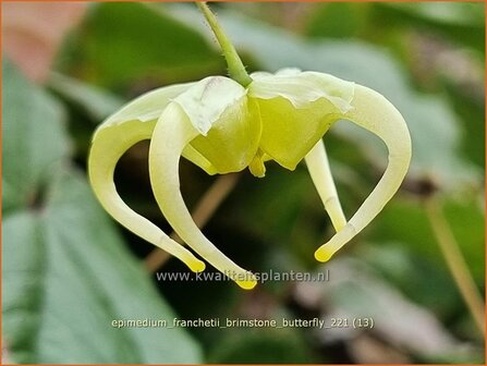 Epimedium franchetii 'Brimstone Butterfly' | Elfenbloem | Elfenblume | Barrenwort