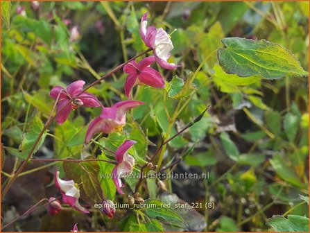 Epimedium rubrum &amp;#39;Red Star&amp;#39; | Elfenbloem | Rotbl&uuml;hende Elfenblume