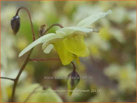 Epimedium versicolor &amp;#39;Neosulphureum&amp;#39; | Elfenbloem | Schwefelfarbige Elfenblume