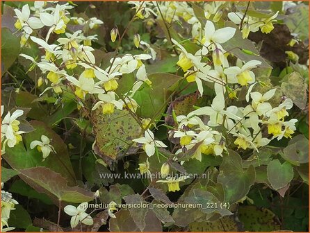 Epimedium versicolor &amp;#39;Neosulphureum&amp;#39; | Elfenbloem | Schwefelfarbige Elfenblume