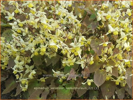 Epimedium versicolor &amp;#39;Neosulphureum&amp;#39; | Elfenbloem | Schwefelfarbige Elfenblume