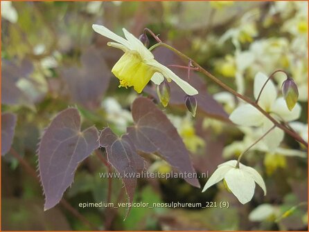 Epimedium versicolor &amp;#39;Neosulphureum&amp;#39; | Elfenbloem | Schwefelfarbige Elfenblume