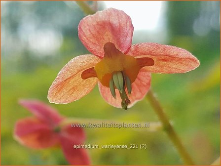 Epimedium warleyense | Elfenbloem | Warley-Elfenblume