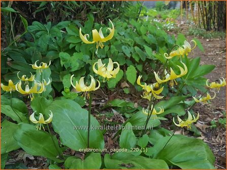 Erythronium &#039;Pagoda&#039; | Hondstand | Stern-Hundszahn