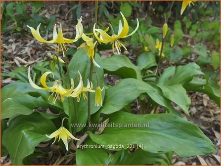 Erythronium &#039;Pagoda&#039; | Hondstand | Stern-Hundszahn