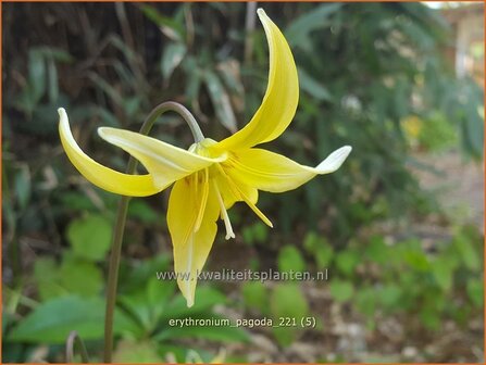 Erythronium &#039;Pagoda&#039; | Hondstand | Stern-Hundszahn