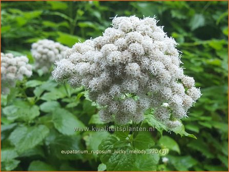 Eupatorium rugosum &#039;Lucky Melody&#039; | Koninginnekruid, Leverkruid | Braunbl&auml;ttriger Wasserdost