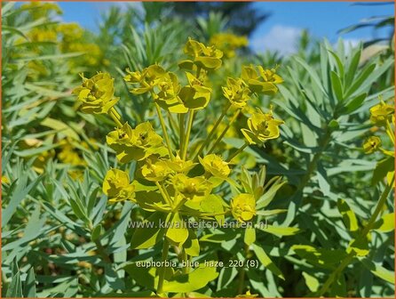 Euphorbia &amp;#39;Blue Haze&amp;#39; | Wolfsmelk | Wolfsmilch