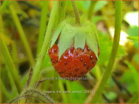 Fragaria &amp;#39;Frel&amp;#39; (&amp;#39;Pink Panda&amp;#39;)