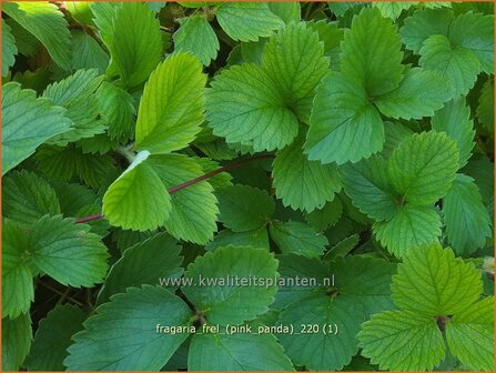 Fragaria &amp;#39;Frel&amp;#39; (&amp;#39;Pink Panda&amp;#39;) | Aardbei | Erdbeere