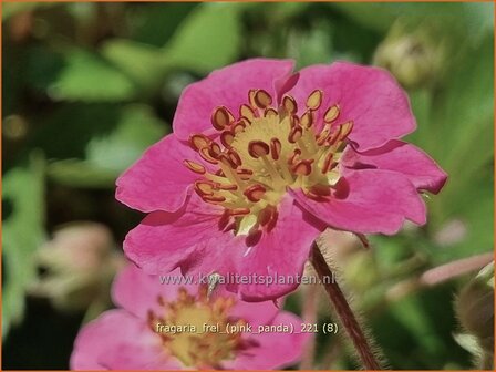 Fragaria &amp;#39;Frel&amp;#39; (&amp;#39;Pink Panda&amp;#39;) | Aardbei | Erdbeere