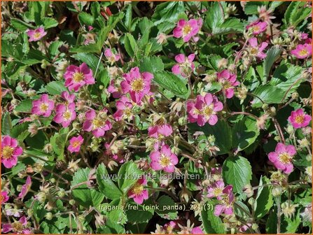 Fragaria &amp;#39;Frel&amp;#39; (&amp;#39;Pink Panda&amp;#39;) | Aardbei | Erdbeere