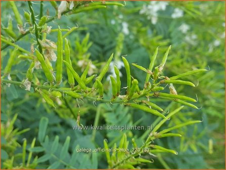 Galega officinalis &amp;#39;Alba&amp;#39; | Geitenruit | Echte Gei&szlig;raute