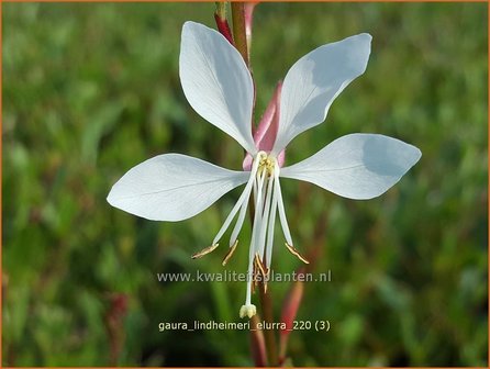 Gaura lindheimeri &amp;#39;Elurra&amp;#39; | Prachtkaars, Vlinderkruid | Prachtkerze