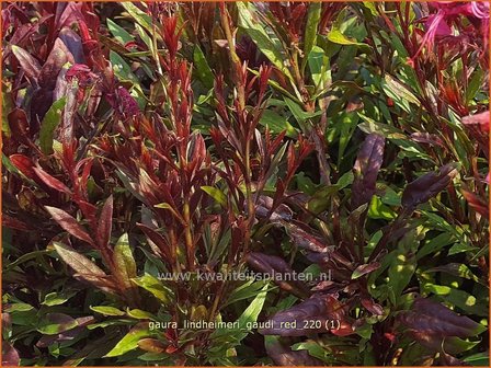 Gaura lindheimeri &amp;#39;Gaudi Red&amp;#39; | Prachtkaars, Vlinderkruid | Prachtkerze