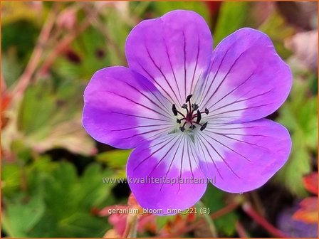 Geranium &amp;#39;Bloom Time&amp;#39; | Ooievaarsbek, Tuingeranium | Storchschnabel