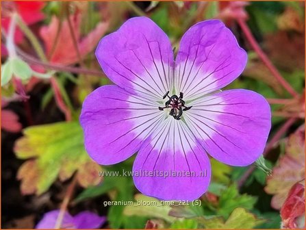 Geranium &amp;#39;Bloom Time&amp;#39; | Ooievaarsbek, Tuingeranium | Storchschnabel