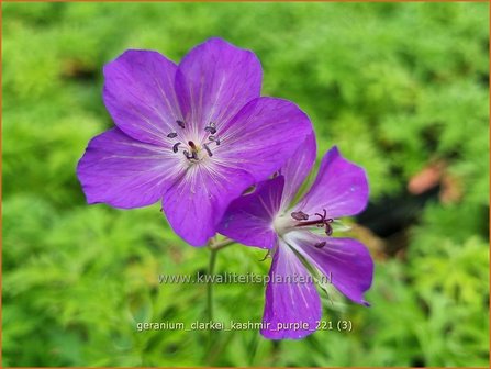 Geranium clarkei &amp;#39;Kashmir Purple&amp;#39; | Ooievaarsbek, Tuingeranium | Clarkes Storchschnabel