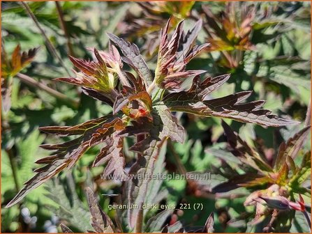 Geranium 'Dark Eyes' | Ooievaarsbek, Tuingeranium, Geranium | Storchschnabel | Cranesbill