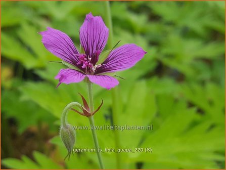 Geranium &amp;#39;JS Hola Guapa&amp;#39; | Ooievaarsbek, Tuingeranium | Storchschnabel