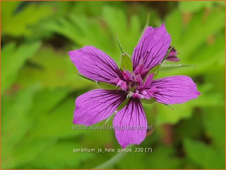 Geranium &amp;#39;JS Hola Guapa&amp;#39; | Ooievaarsbek, Tuingeranium | Storchschnabel