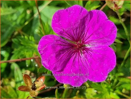 Geranium &amp;#39;Little David&amp;#39; | Ooievaarsbek, Tuingeranium | Storchschnabel