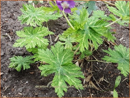 Geranium phaeum &#039;Margaret Wilson&#039; | Donkere ooievaarsbek, Ooievaarsbek, Tuingeranium | Brauner Storchschnabel
