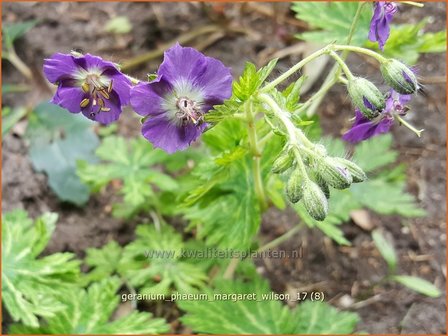 Geranium phaeum &amp;#39;Margaret Wilson&amp;#39;