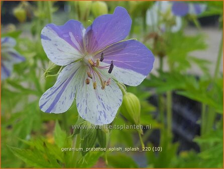 Geranium pratense &amp;#39;Splish Splash&amp;#39; | Beemdooievaarsbek, Ooievaarsbek, Tuingeranium | Wiesen-Storchschnabel