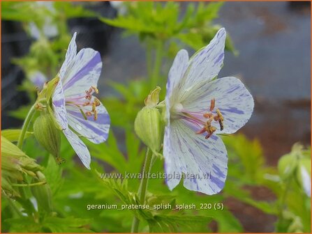 Geranium pratense &amp;#39;Splish Splash&amp;#39; | Beemdooievaarsbek, Ooievaarsbek, Tuingeranium | Wiesen-Storchschnabel
