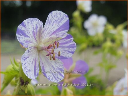 Geranium pratense &amp;#39;Splish Splash&amp;#39; | Beemdooievaarsbek, Ooievaarsbek, Tuingeranium | Wiesen-Storchschnabel