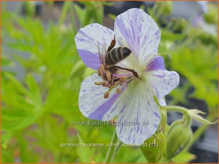 Geranium pratense &amp;#39;Splish Splash&amp;#39; | Beemdooievaarsbek, Ooievaarsbek, Tuingeranium | Wiesen-Storchschnabel