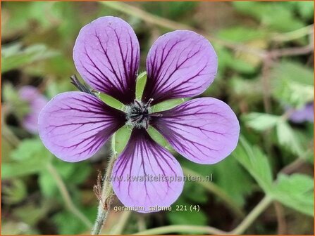 Geranium &amp;#39;Salome&amp;#39; | Ooievaarsbek, Tuingeranium | Storchschnabel