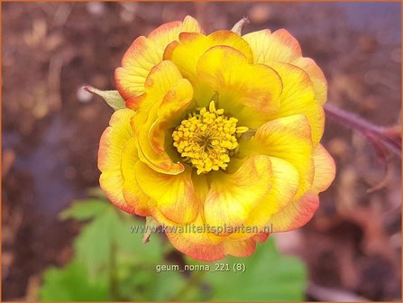 Geum &#39;Nonna&#39; | Nagelkruid | Nelkenwurz