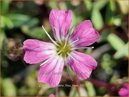 Gypsophila repens &#039;Filou Rose&#039; | Kruipend gipskruid, Gipskruid | Polster-Schleierkraut