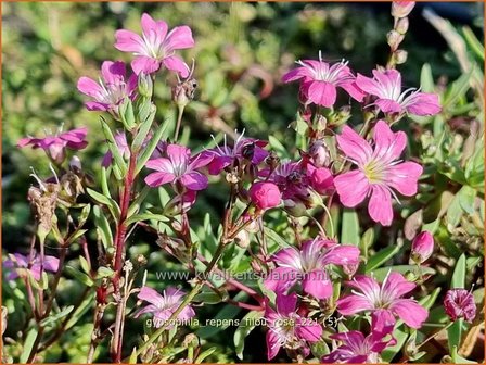 Gypsophila repens &#039;Filou Rose&#039; | Kruipend gipskruid, Gipskruid | Polster-Schleierkraut