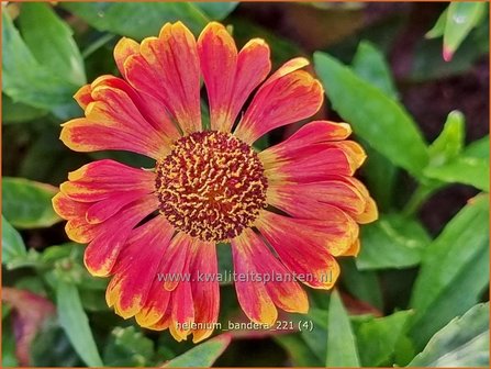 Helenium &amp;#39;Bandera&amp;#39; | Zonnekruid | Sonnenbraut